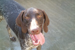 and german pointer