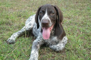 and german shorthaired pointer