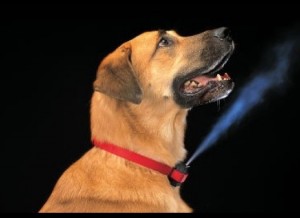 collar dog shock training