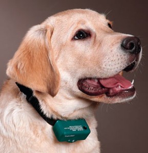 electronic-dog-training-collar