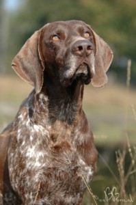 for-german-shorthaired-pointer