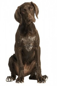  German Shorthaired Pointer - 4 month old puppy