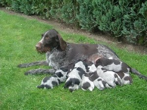 german-pointer-for-sale