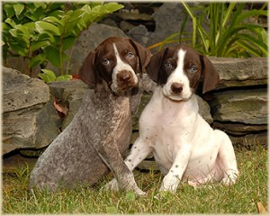 german-pointer-puppies