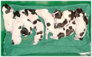 german-pointer-puppies-for-sale