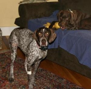 german-pointer-rescue-shorthaired1