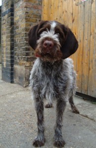 wire-haired-pointer