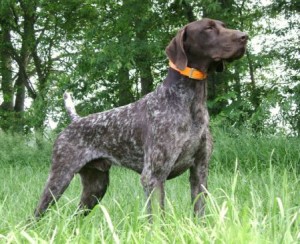 training-pointer-dogs