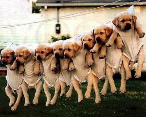 training-puppies