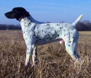 training-german-shorthaired-pointers
