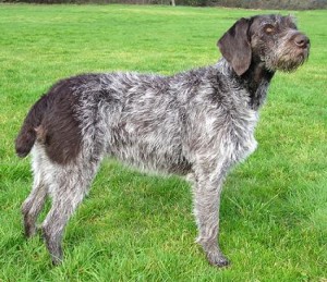 wirehaired-pointer-dog