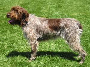 wirehaired-pointer-dogs