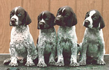 german-short-haired-pointer-puppies-for-sale