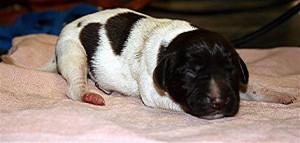 german-short-haired-pointer-puppy