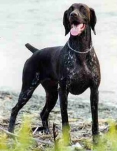 shorthaired-pointers-breeders