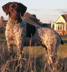 shorthaired-pointers-for