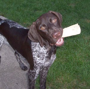 shorthaired-pointer-training