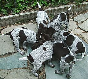 german-shorthair-puppies-for-sale