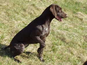 german-shorthaired1