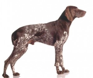 german-shorthaired-pointer-dogs