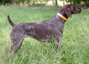 pointer-dogs