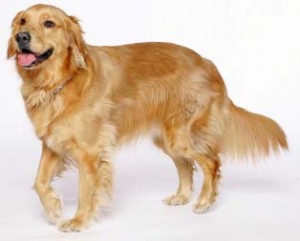 golden-retriever-dog