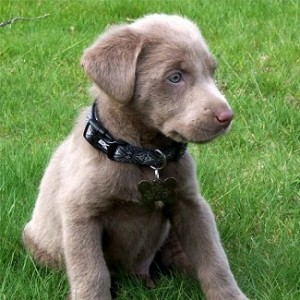 labrador-retriever-puppy