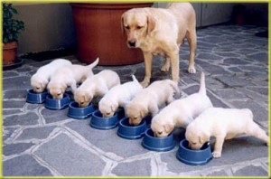 puppy-classes