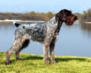 german-wirehaired-pointers