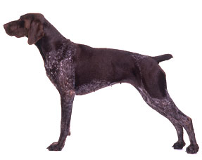 shorthaired-german-pointers